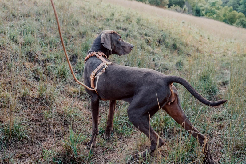 Schleppleine aus Leder für Hunde | Rundleder