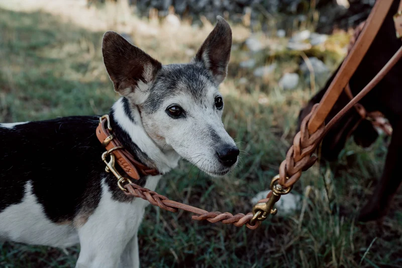 Führleine aus Leder für kleine Hunde & Welpen | 3-fach verstellbar