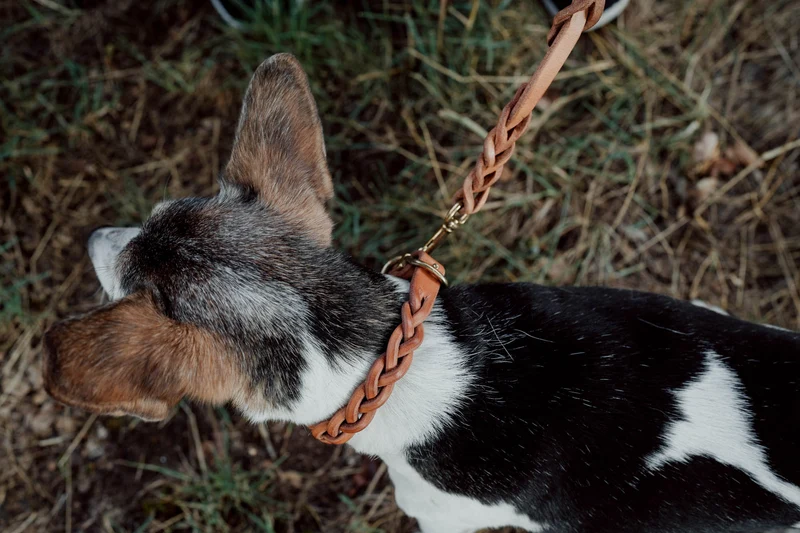 Hundehalsband aus Leder| für kleine Hunde