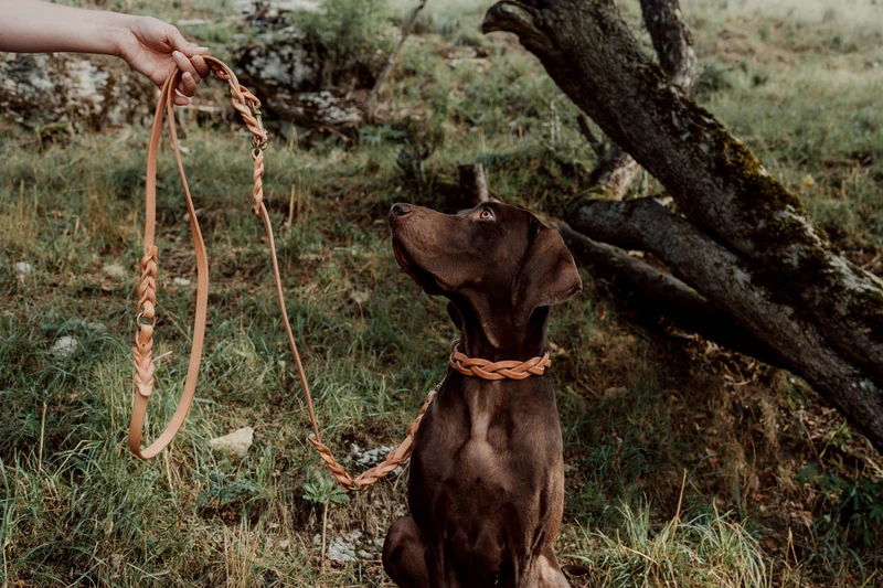 Hundehalsband aus Leder