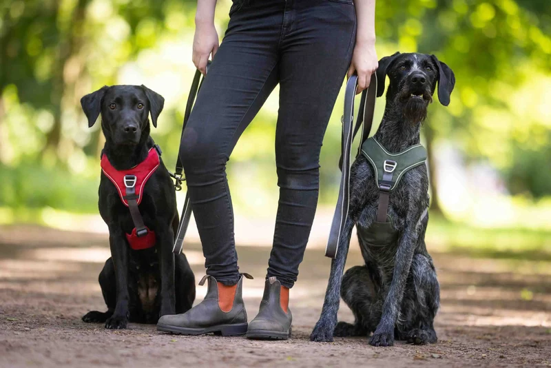 Wolters Active Pro Comfort Hunde Geschirr Petrol