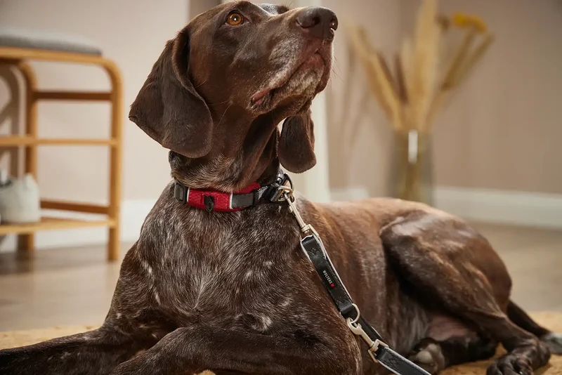 Wolters Active Pro Comfort Hundehalsband Petrol