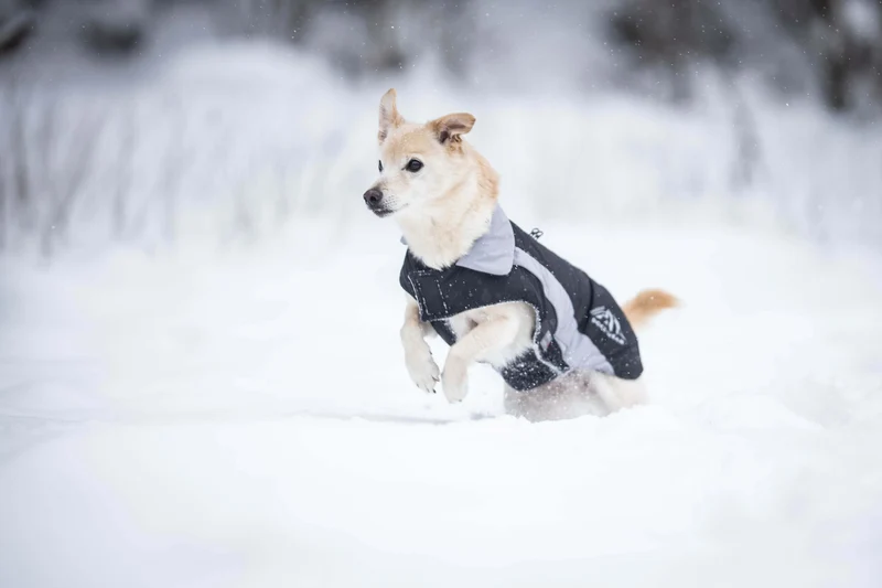 Wolters Skijacke Dog-Wear hellgrau – Wasserdichte Winterjacke für Hunde