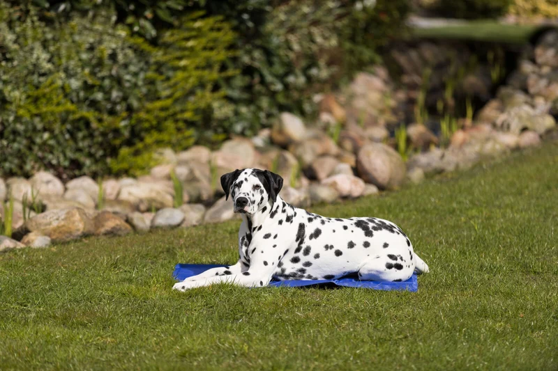 Trixie Kühlmatte – Erfrischende Abkühlung für deinen Hund