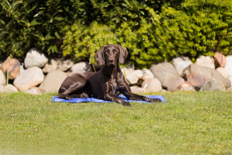 Trixie Kühlmatte – Erfrischende Abkühlung für deinen Hund
