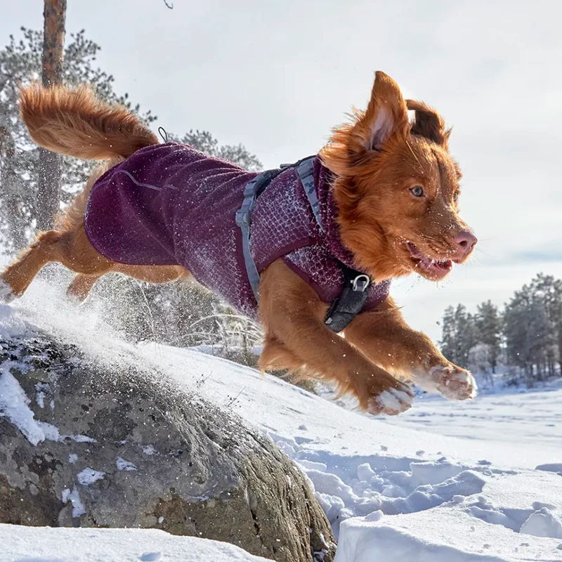 Wärmende Hundejacke Warming Midlayer von Hurtta | Super bequem & recyceltes Material | Eggplant (Weinrot)