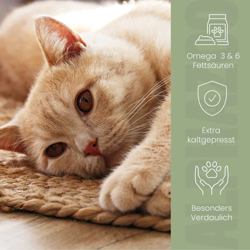 Leinöl für Katzen