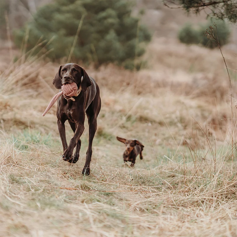 HUNTER Inari Spieltau - mit Ball | lustiges Spielzeug für Deinen Hund