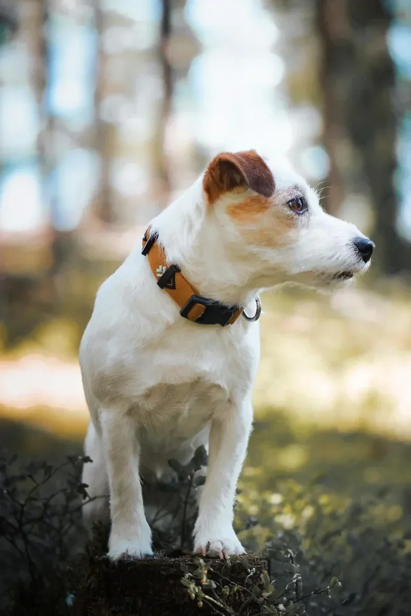 Nachhaltiges Hundehalsband | Recycelt & vegan | Robust | Sea to Summit