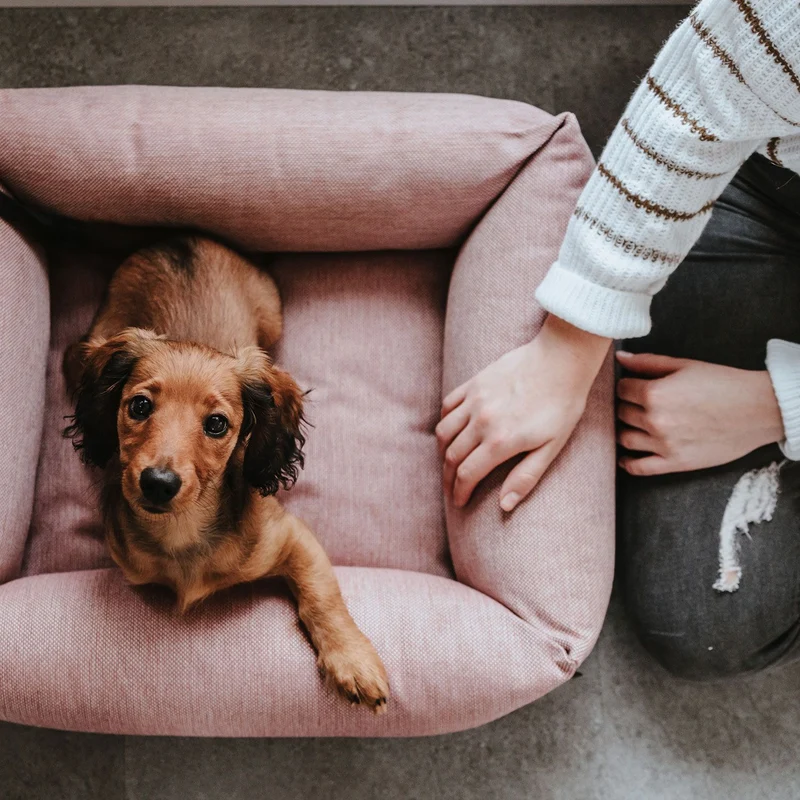 HUNTER Inari - Hundesofa | kuscheliges Hundebett