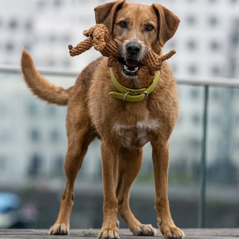 Öko-Hundespielzeug "Diego Dackel" | 100% Baumwolle & recyclebar | Natürliche Zahnpflege