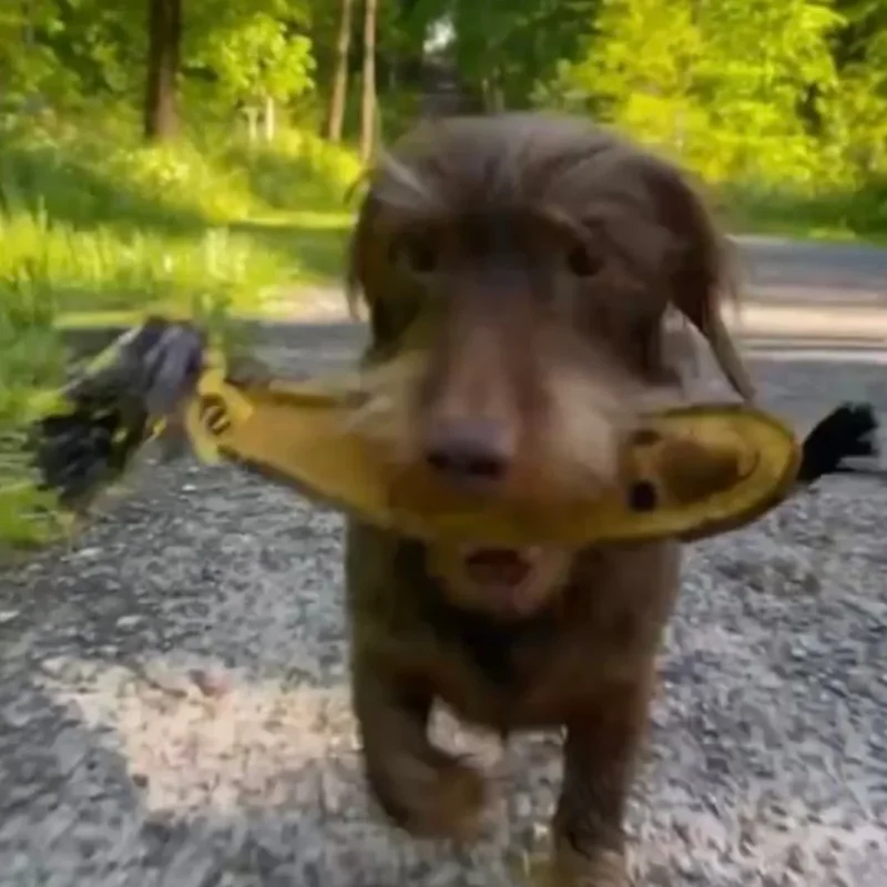 Fräulein Plath Hundespielzeug Banane | 100% schadstoffgeprüft | Upcycling Leder