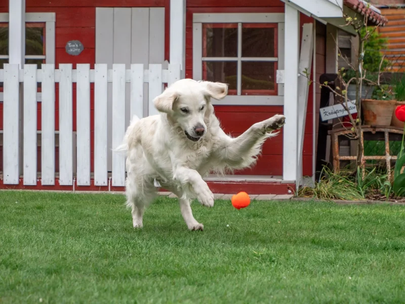 Öko Hundeball | Orange | BPA-frei | 100% recyclebar & Made in Germany| 2 Größen