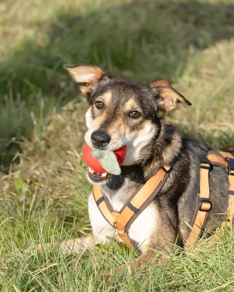 BUDDY. Hundespielzeug aus Wollfilz "Apfel"