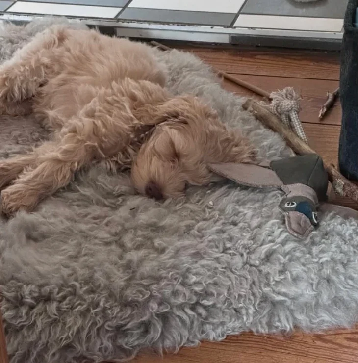 Fräulein Plath Hundespielzeug Ente | Robust & schadstoffgeprüft | Upcycling Leder