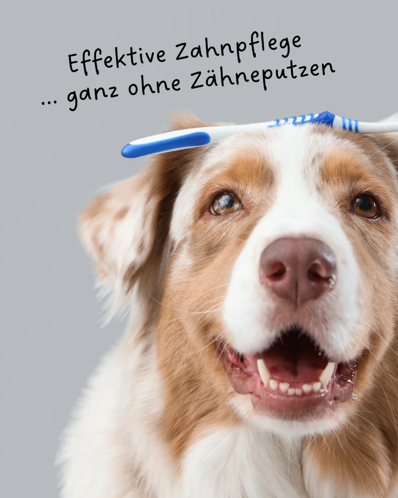 Riolino FreshBite – Natürliche Zahnpflege für Hunde