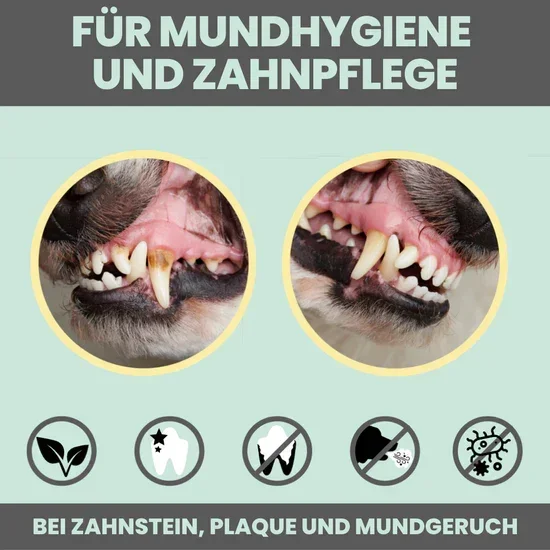 Natürliches Noms+ Dentalspray bei Zahnstein uvm. | Hoch-effektive Pflanzenextrakte | Für Hunde & Katzen | 100% vegan & tierleidfrei