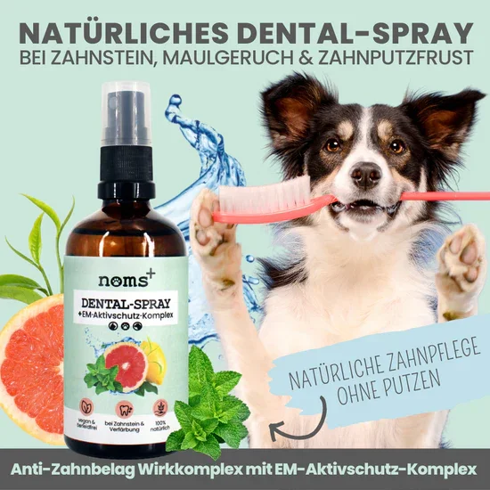 noms+ 3in1 Dental Box für Hunde | Natürlich & ohne Chemie | 100% vegan & tierleidfrei | Peta-zertifiziert