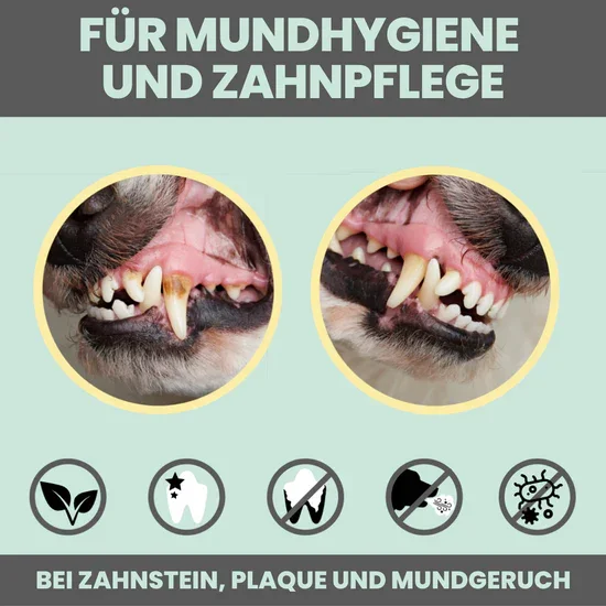 noms+ 3in1 Dental Box für Hunde | Natürlich & ohne Chemie | 100% vegan & tierleidfrei | Peta-zertifiziert
