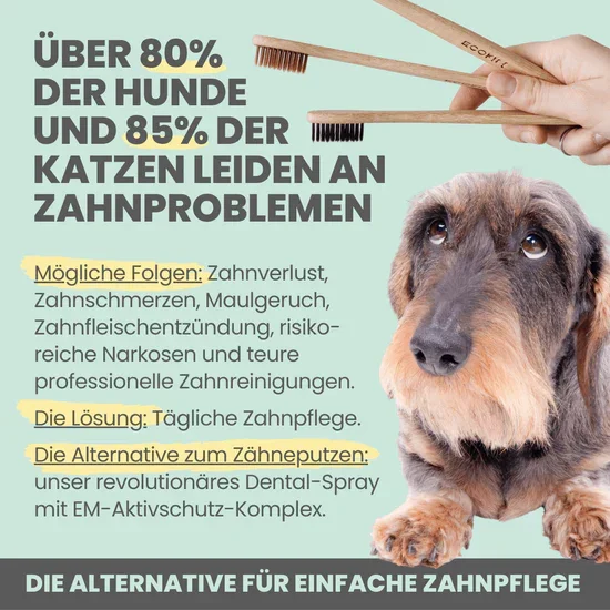 noms+ 3in1 Dental Box für Hunde | Natürlich & ohne Chemie | 100% vegan & tierleidfrei | Peta-zertifiziert