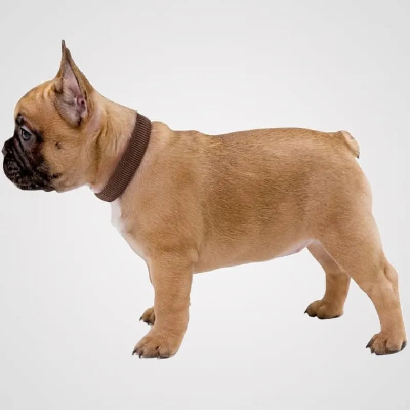 HUNTER - Vario Plus | Hundehalsband