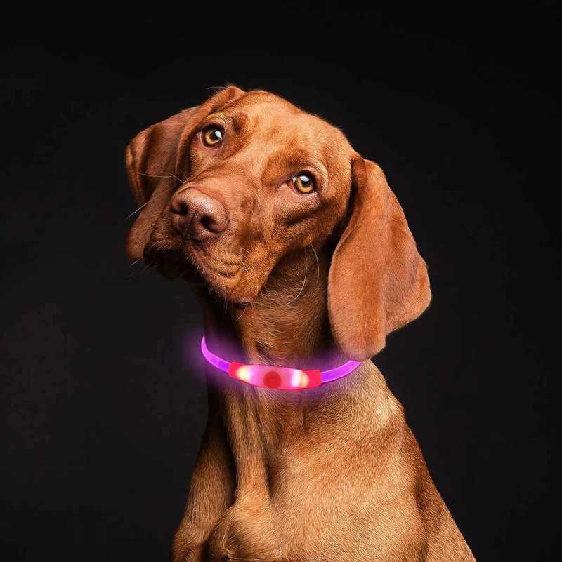 LED-Leuchthalsband / Leuchtring für Hunde