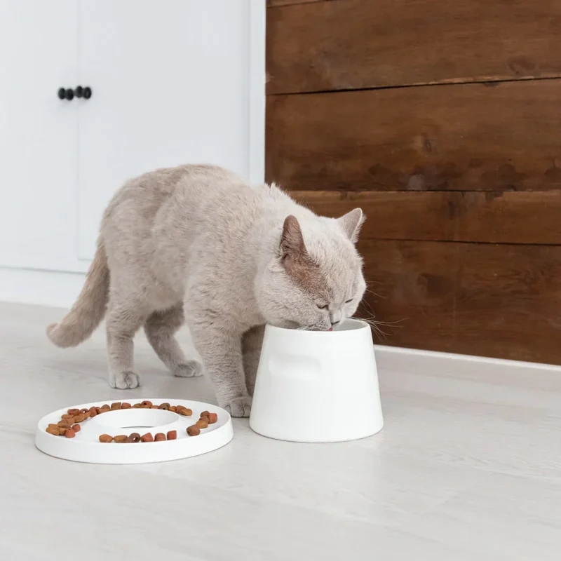 Ergonomischer Katzennapf "Tower" von HOOPO® | 100% Porzellan | 300 ml | Weiß