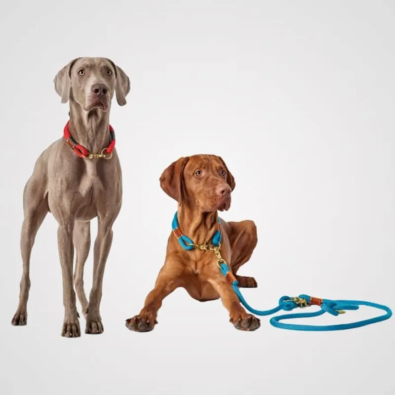 HUNTER - Oss | Hundehalsband