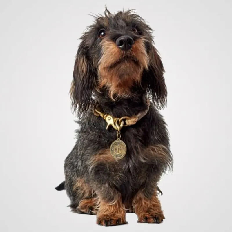 HUNTER - List Halsung | Hundehalsband