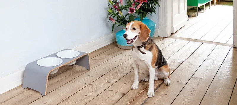 Futterstation dogBar® für Hunde | Porzellan | Grau | NEU: 6 Größen