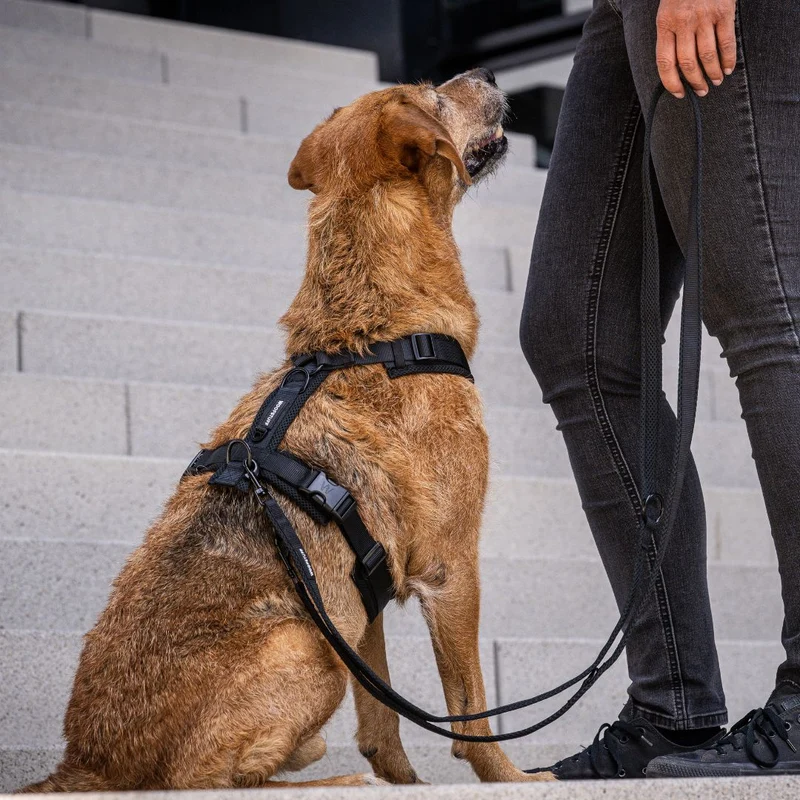 Y-Hundegeschirr Nova Black