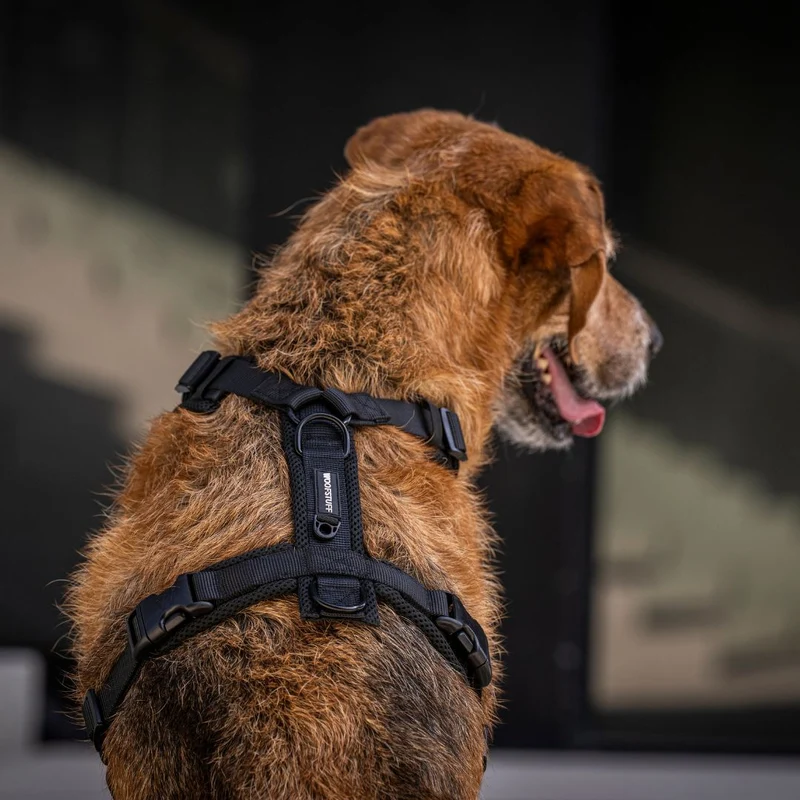 Y-Hundegeschirr Nova Black