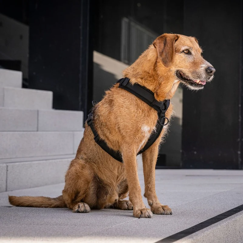 Y-Hundegeschirr Nova Black