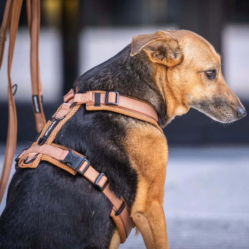 Y-Hundegeschirr Nova Cognac