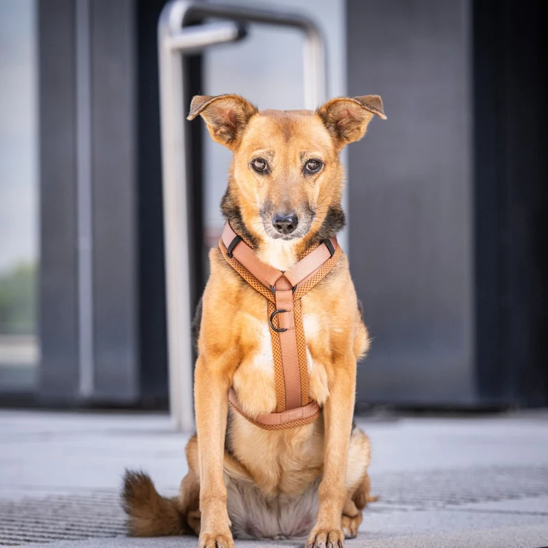 Y-Hundegeschirr Nova Cognac