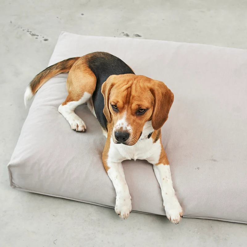 Comodo Dog Cushion