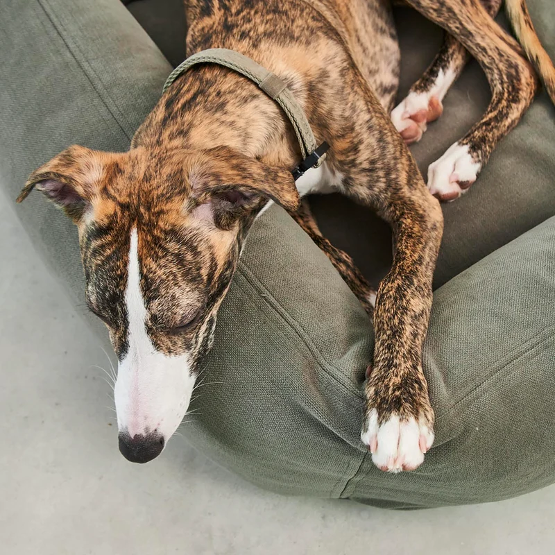 Comodo Box Dog Bed