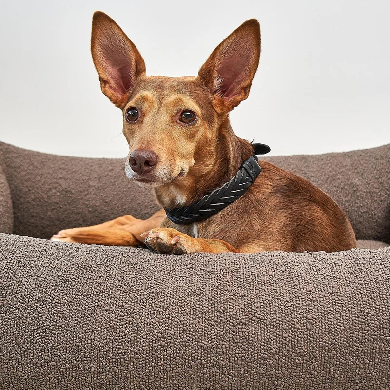 Mondo Box Dog Bed