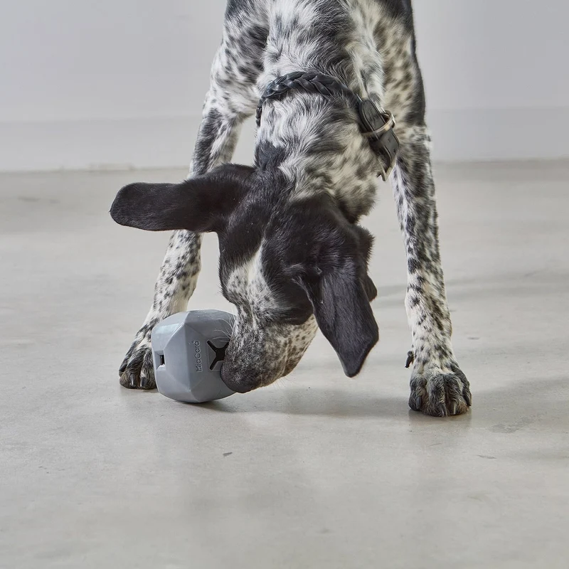 Dado Activity Dog Toy