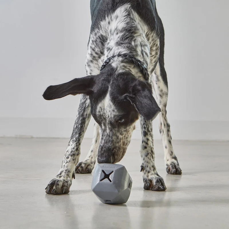 Dado Activity Dog Toy