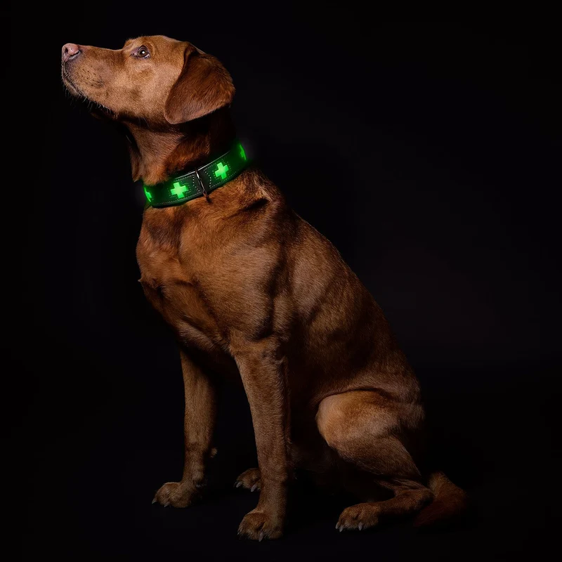 Hunter Halsband Swiss Glow