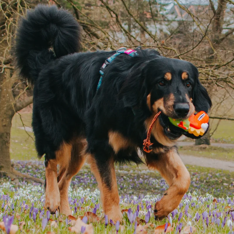 Hundespielzeug Otto The Dino