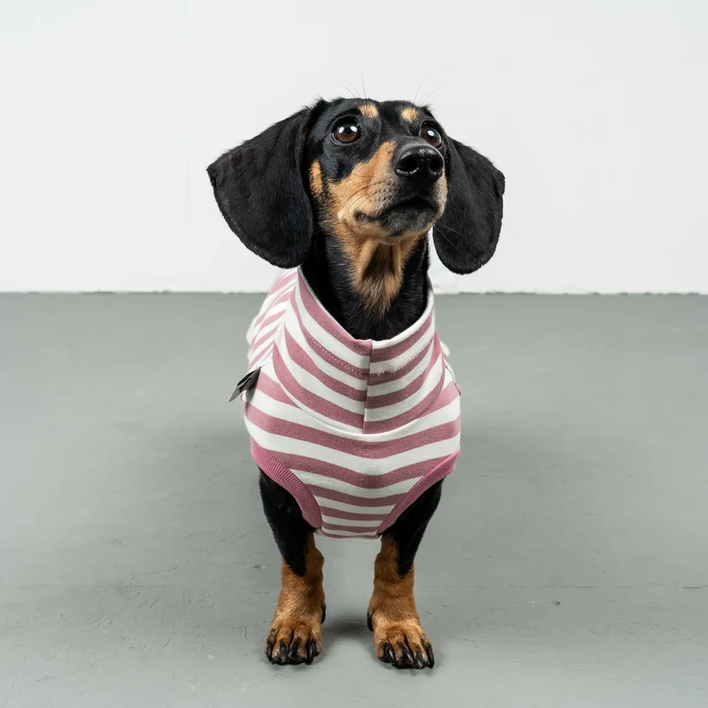 Cotton Shirt für Dackel Pink Stripes