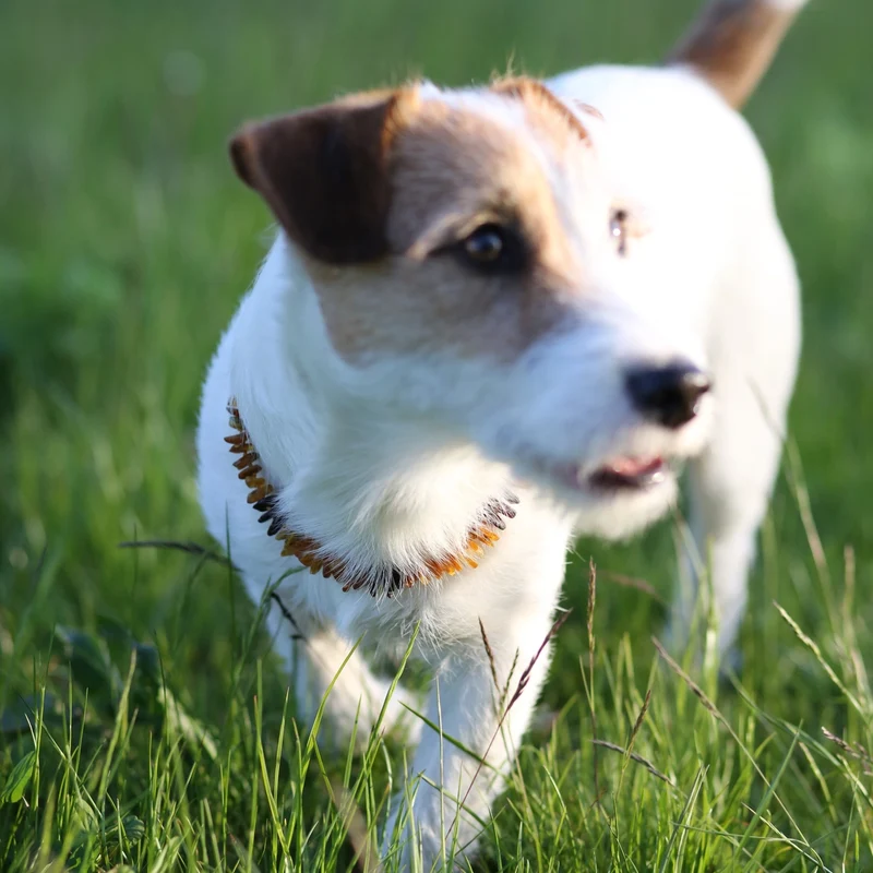 Hundehalsband aus rohen Bernstein- und Quarzperlen