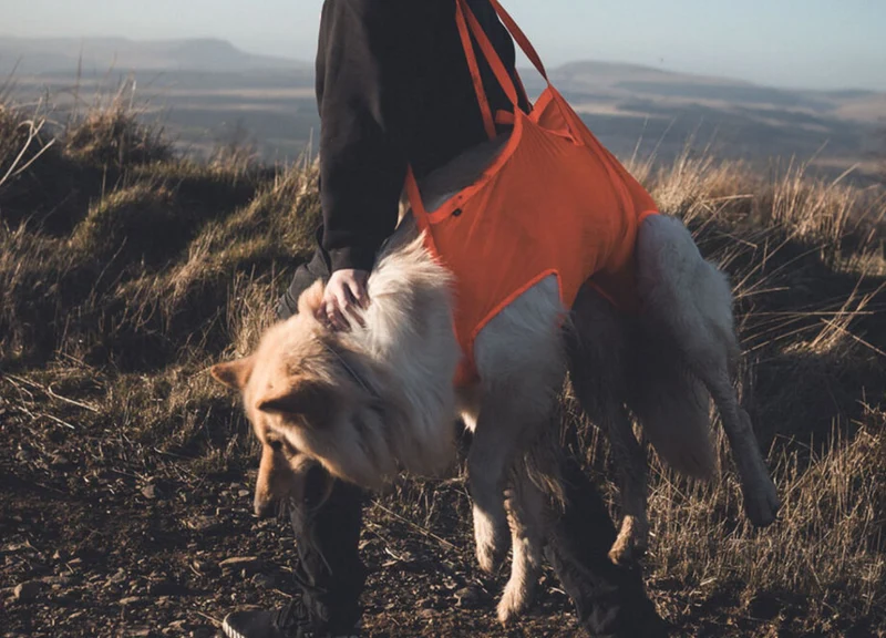 Non-stop Dog rescue sling