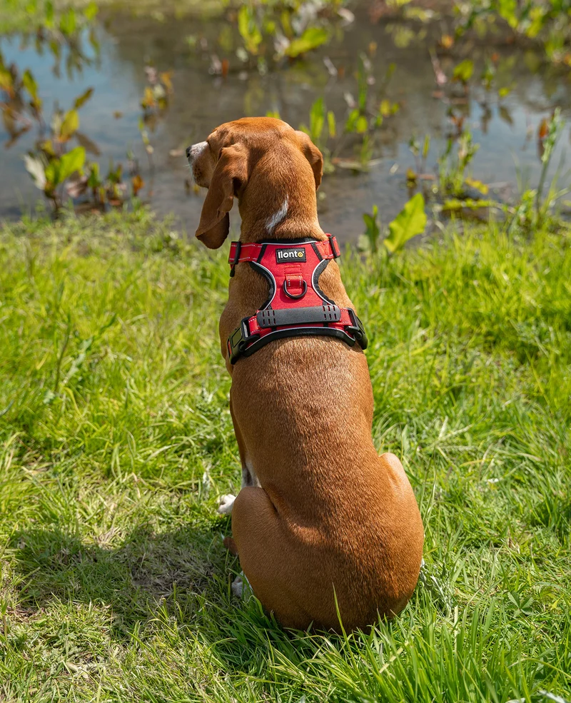 Hundegeschirr gepolstert und reflektierend
