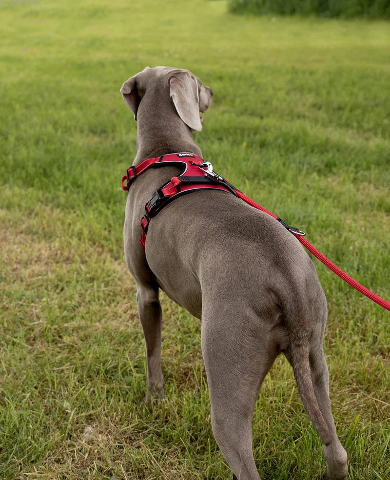Hundegeschirr gepolstert und reflektierend