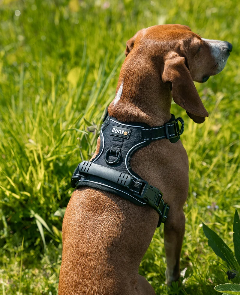 Hundegeschirr gepolstert und reflektierend