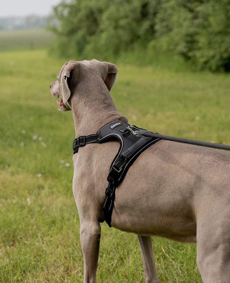 Hundegeschirr gepolstert und reflektierend