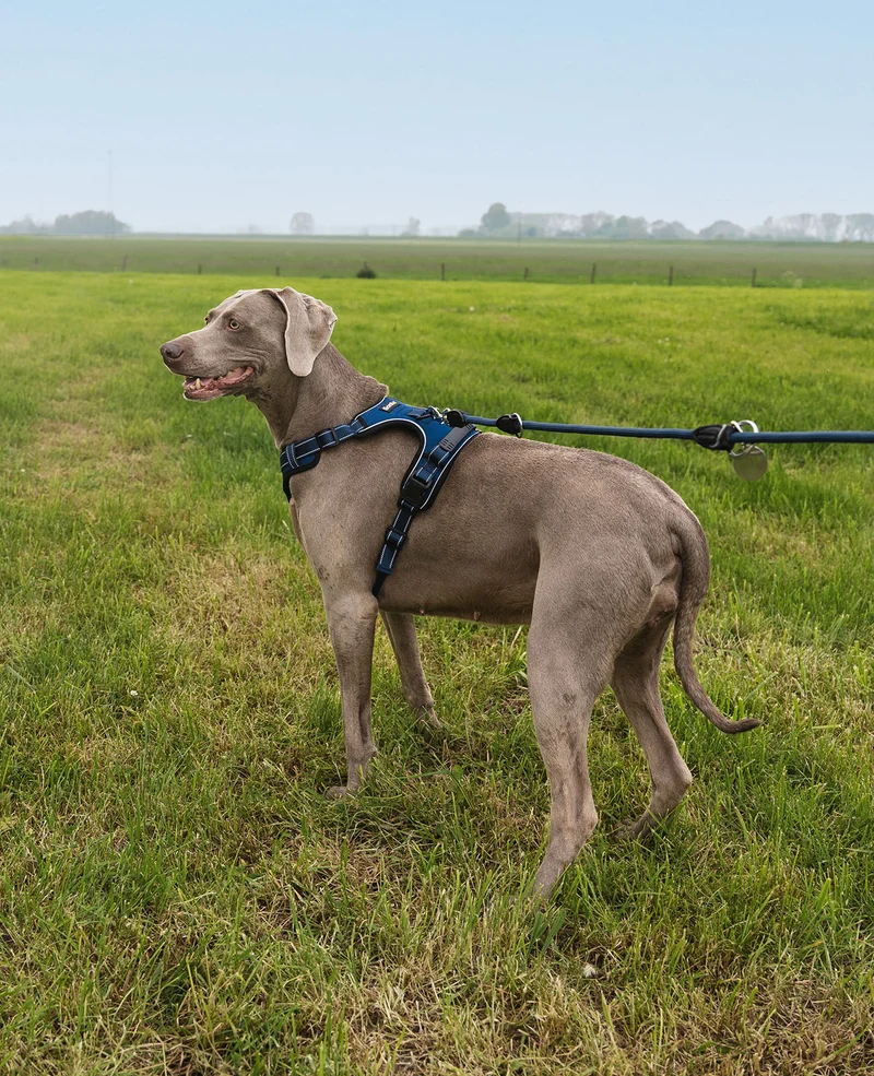 Hundegeschirr gepolstert und reflektierend